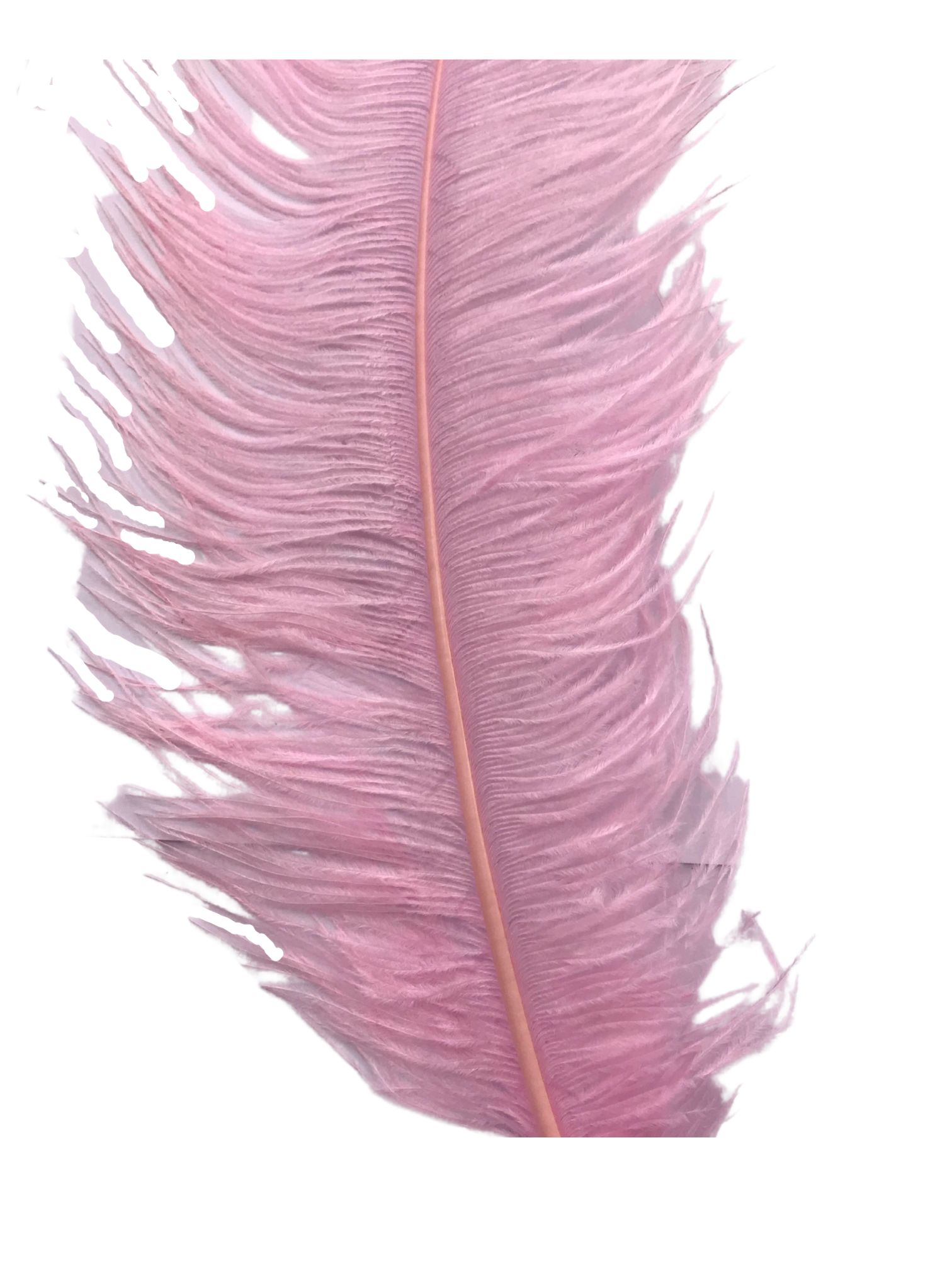 OSTRICH FEATHER:LARGE;5PC/BAG (MCN008L)
