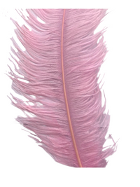 Ostrich Feathers – Large – Pack of 5 (MCN008L)