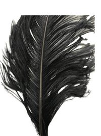 Ostrich Feathers – Large – Pack of 5 (MCN008L)