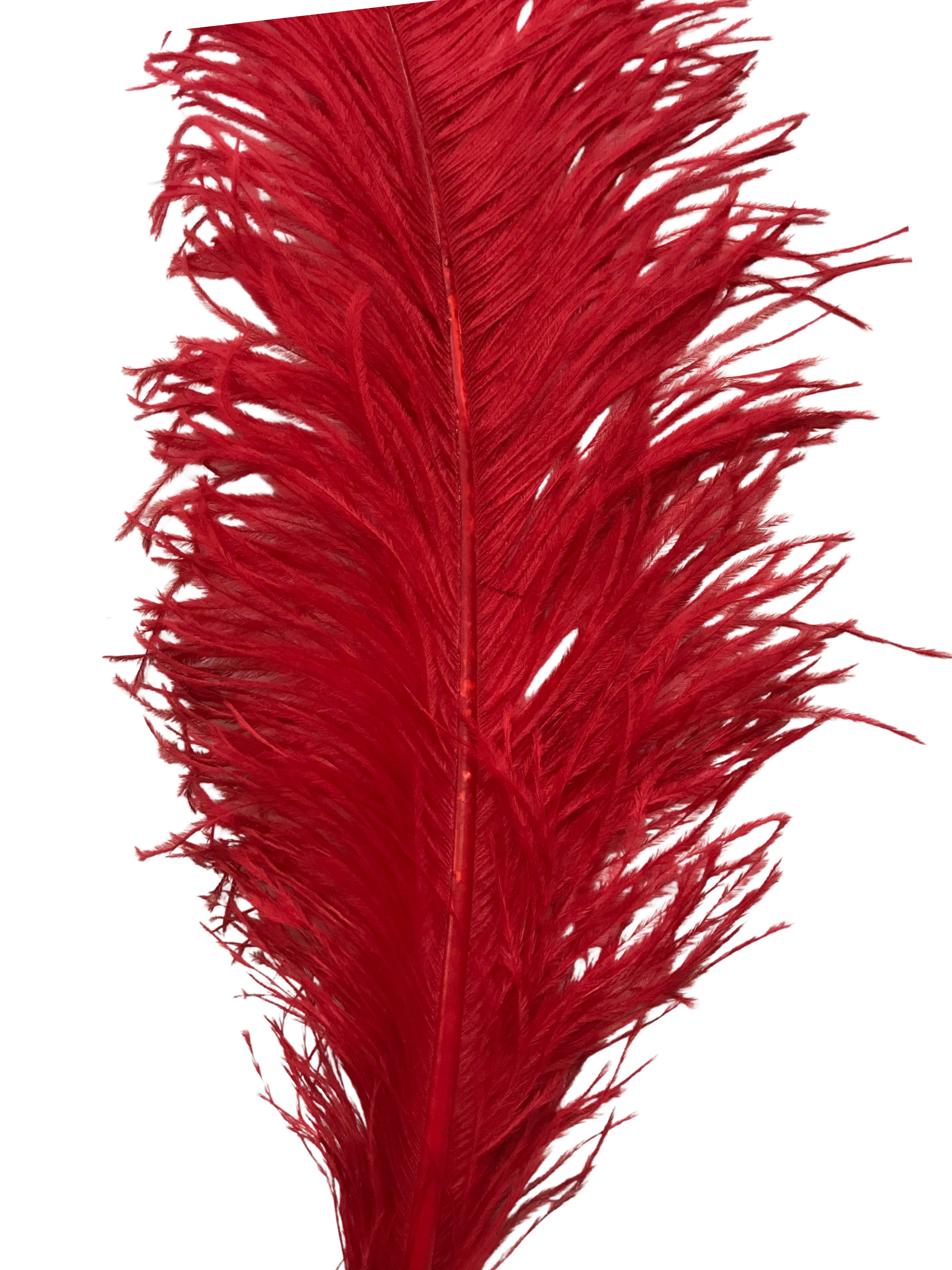 OSTRICH FEATHER:LARGE;5PC/BAG (MCN008L)