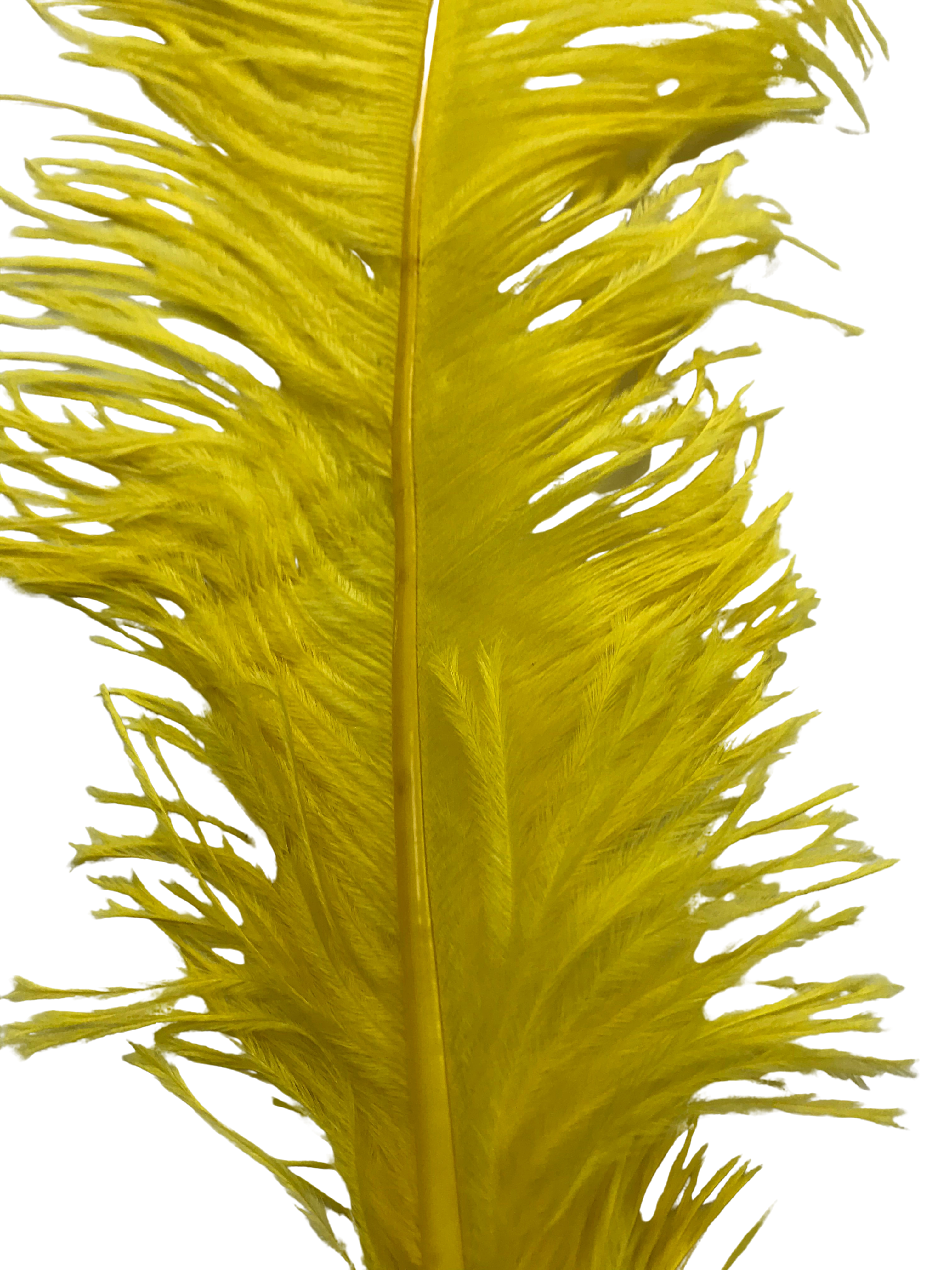 OSTRICH FEATHER:LARGE;5PC/BAG (MCN008L)