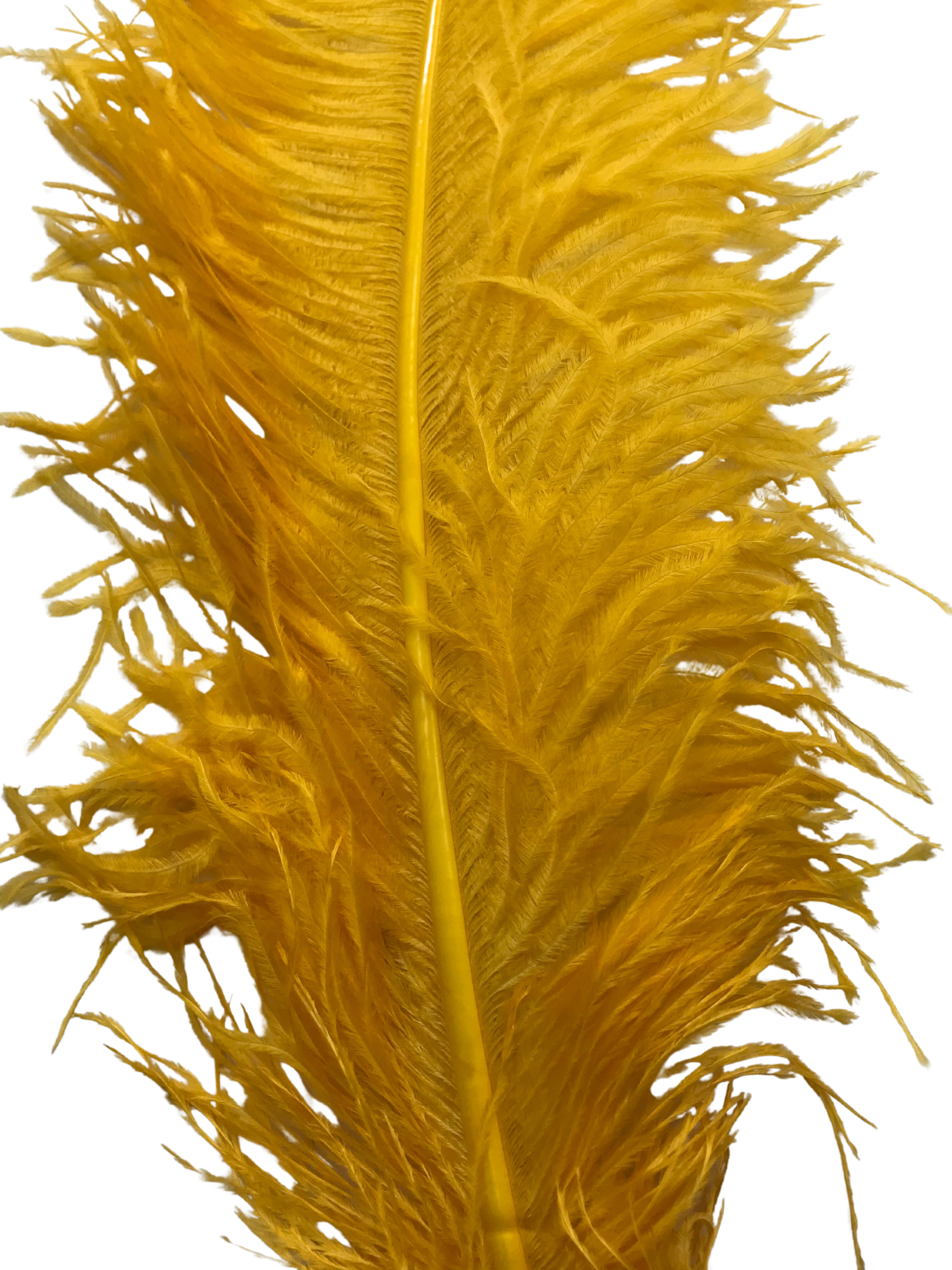 OSTRICH FEATHER:LARGE;5PC/BAG (MCN008L)