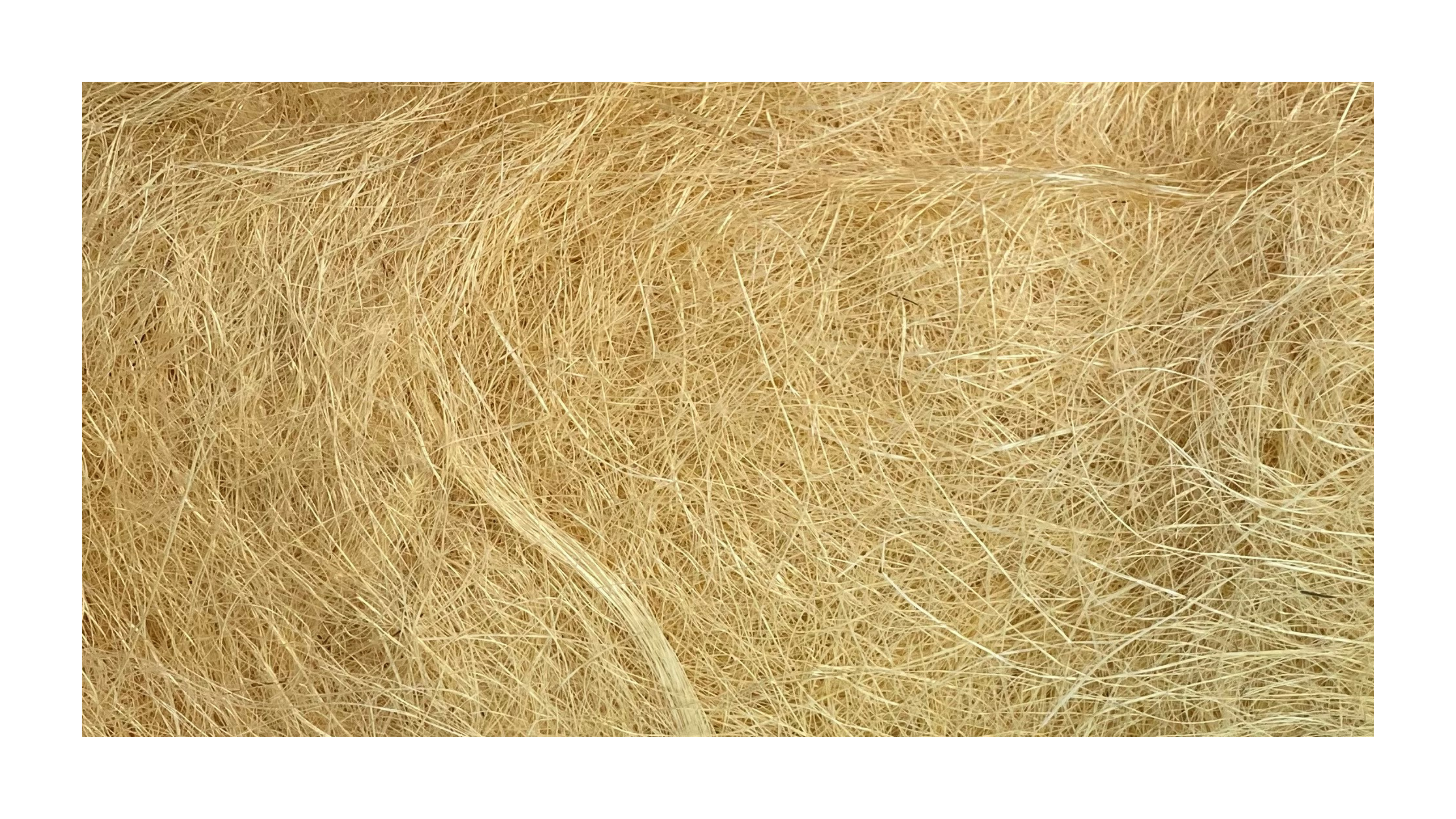 GUMON:250G/PKT (533/3)
