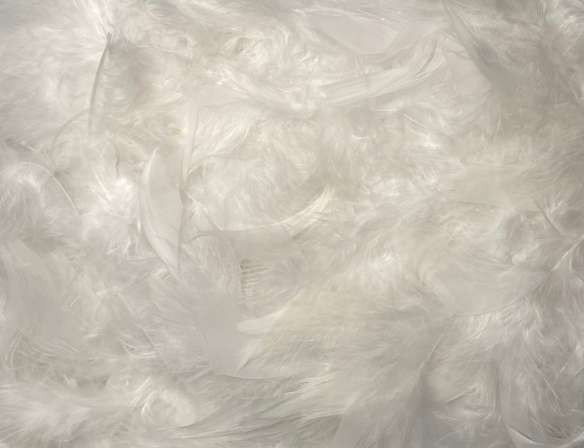 FEATHER TRIMMING;2YD (MCN002)