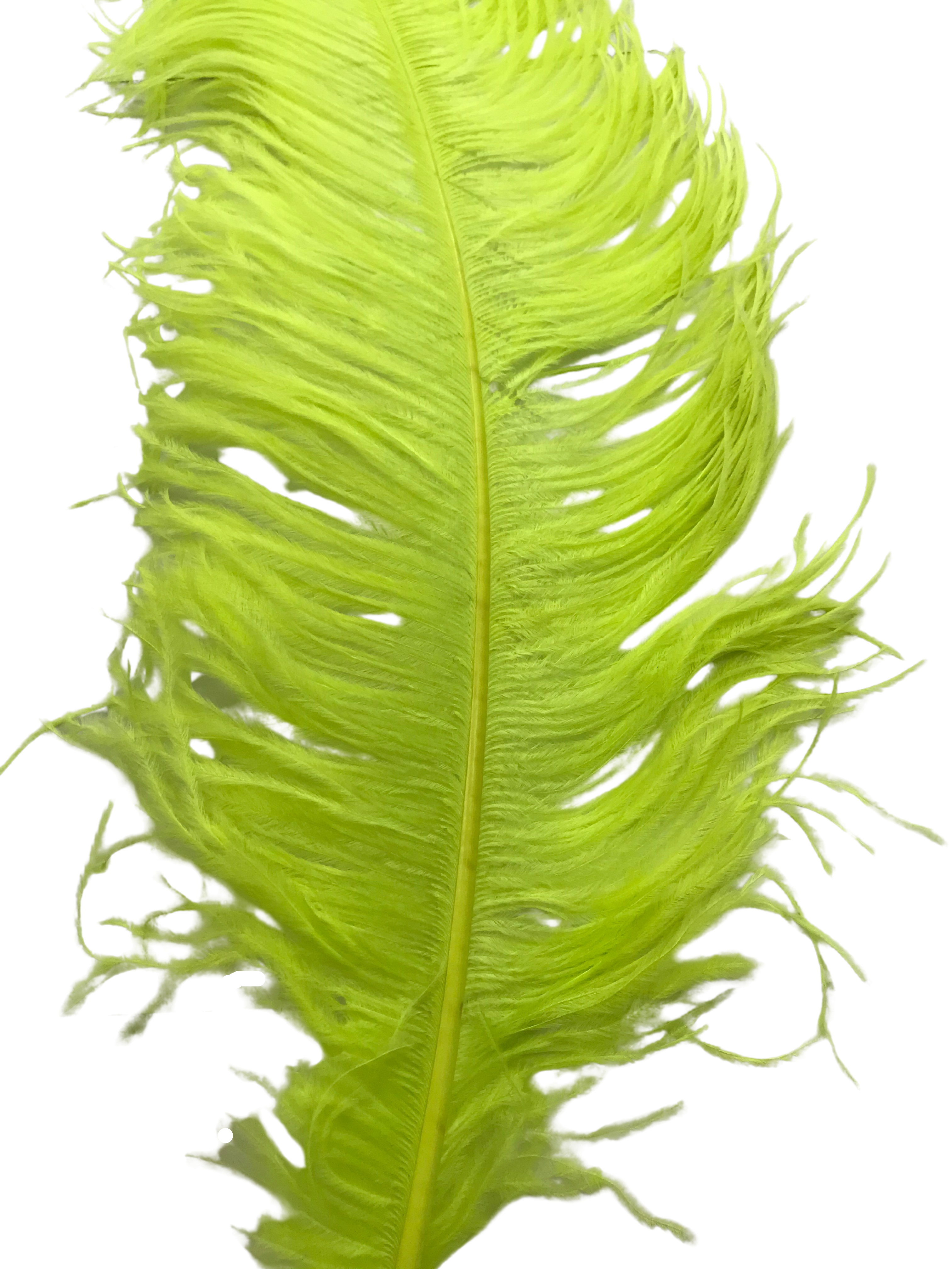 OSTRICH FEATHER:LARGE;5PC/BAG (MCN008L)