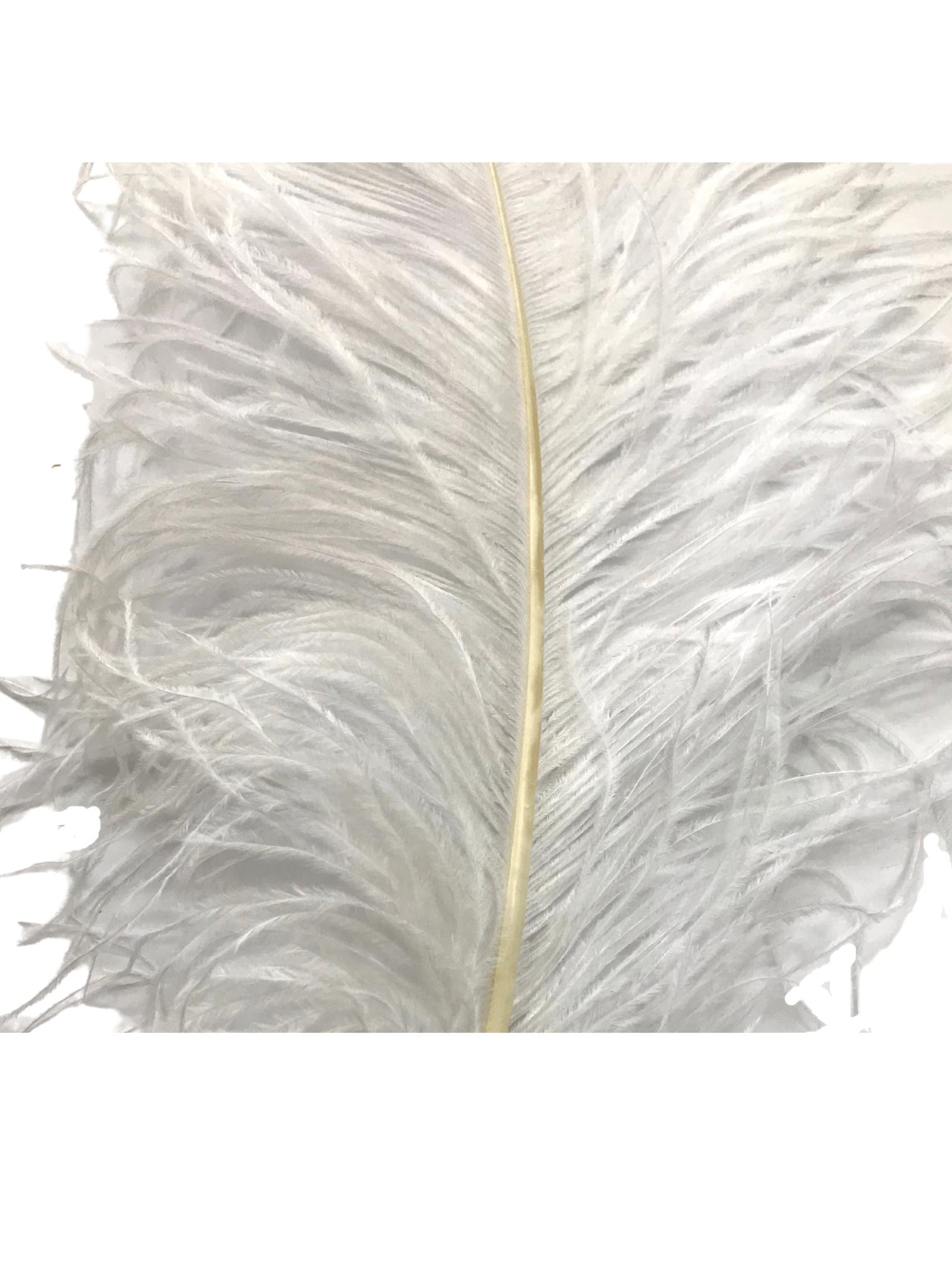 OSTRICH FEATHER:LARGE;5PC/BAG (MCN008L)