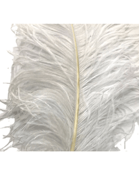 Ostrich Feathers – Large – Pack of 5 (MCN008L)